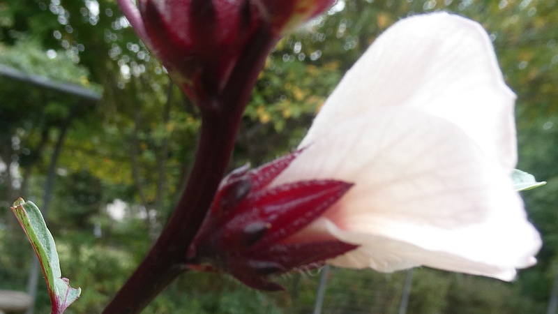 ローゼルソウの花