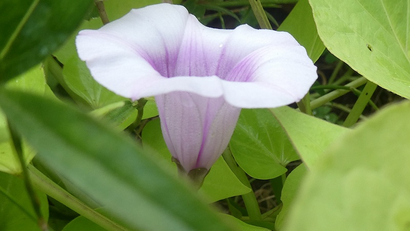 サツマイモの花