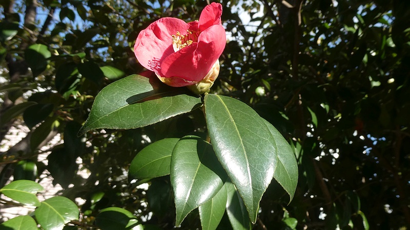 ツバキの花