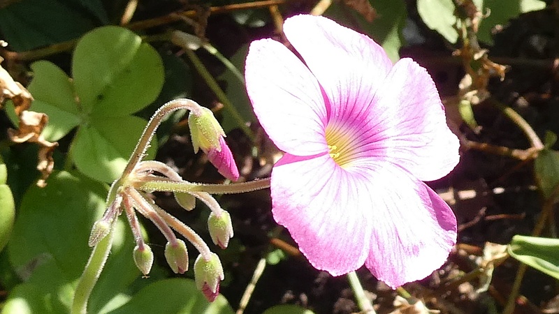 ハナカタバミの花