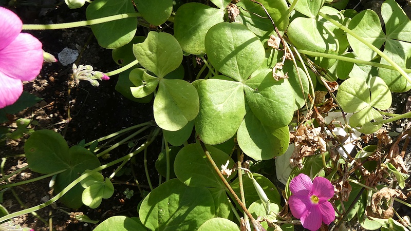 ハナカタバミの花